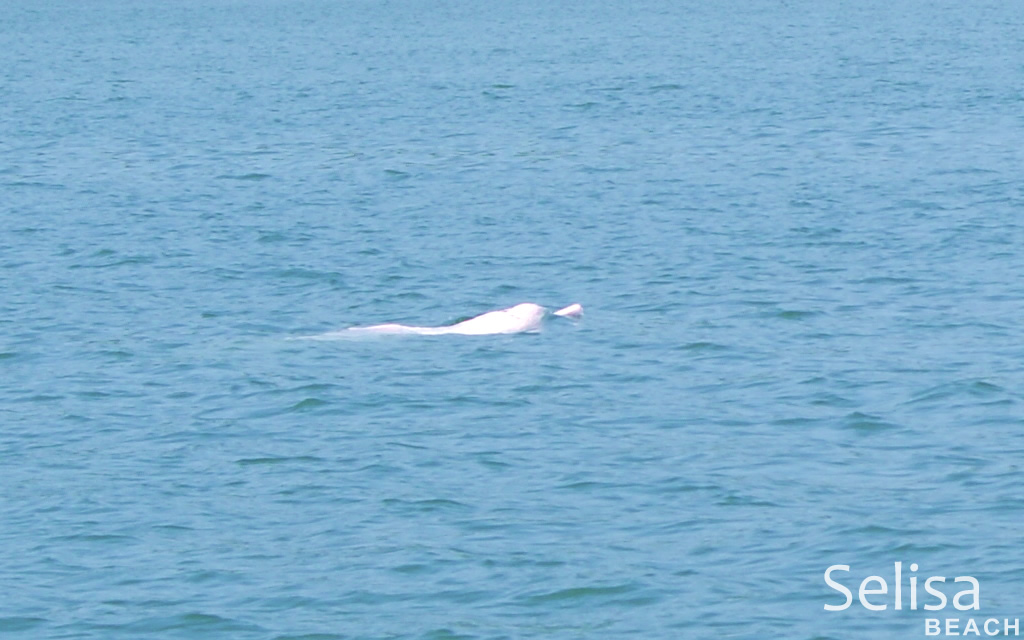 you can spot Pink Dolphins at Selisa beach